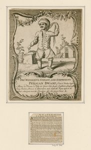 Persian Dwarf by English School