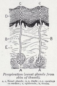 Perspiration, sweat glands from skin of thumb by English School