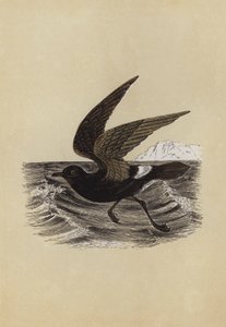 Petrel by English School