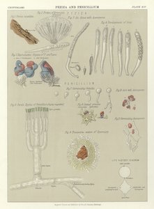 Peziza and Penicillium by English School