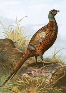 Pheasant by English School
