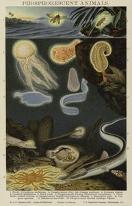 Phosphorescent Animals
