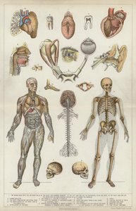 Physiology by English School