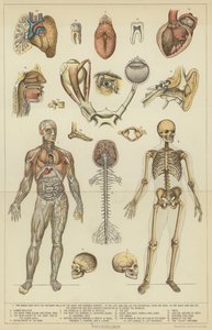 Physiology by English School