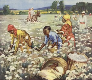 Picking Cotton on an American Plantation