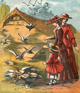Pigeons coming to eat corn