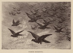 Pigeons migrating by English School