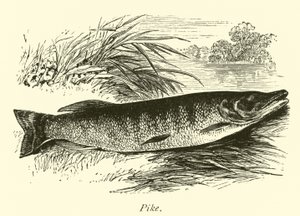 Pike by English School
