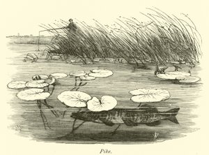 Pike
