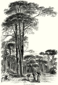 Pine Forest near Ravenna by English School