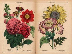 Pink dahlia, crimson and yellow french marygold, scarlet hollyhock, yellow sunflower, pink and lemon-yellow fig-marygold, from 