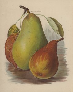 Pitmaston Duchess, Durondeau