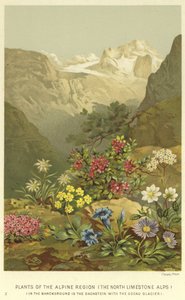 Plants of the Alpine Region, the North Limestone Alps by English School