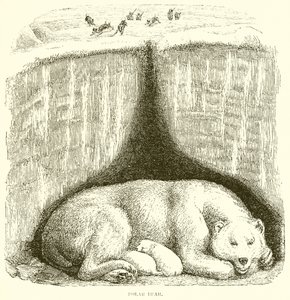 Polar Bear by English School