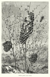 Polistes Gallica and Nests by English School