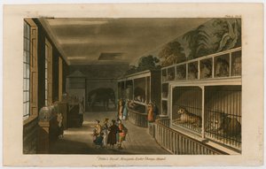 Politos Royal Menagerie, Exeter Change, Strand by English School