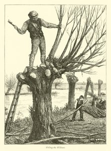 Polling the Willows