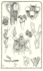 Polyzoa by English School