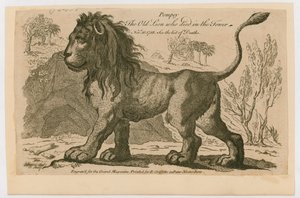 Pompey, the most popular lion at the Tower of London. 1758