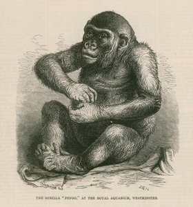 Pongo at the Royal Aquarium by English School