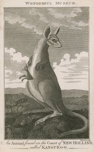 Portrait of a Kangaroo