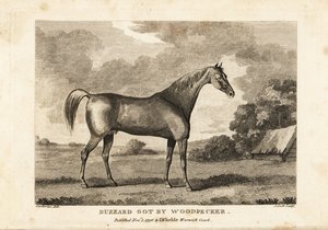 Portrait of the champion racehorse Buzzard