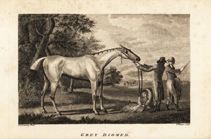 Portrait of the racehorse Grey Diomed with jockey and grooms