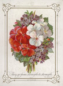 Posy of Flowers