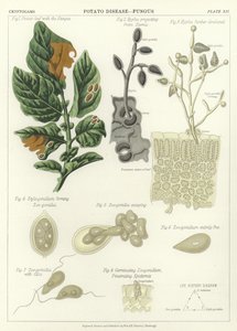 Potato Disease, Fungus