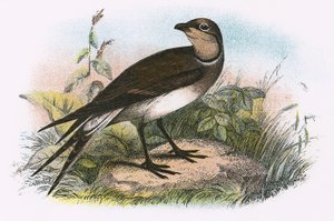 Pratincole by English School
