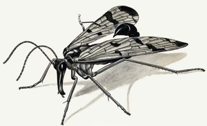 Predators of the Past (Scorpion Fly) by English School