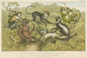 Primates by English School