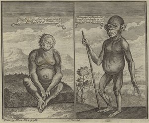 Primates from Angola