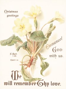 Primroses by English School