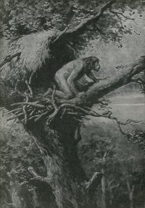 Probably Arboreal - Pictured by R L S by English School
