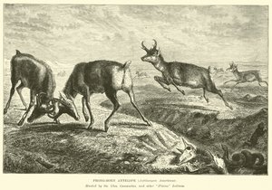 Prong-horn Antelope, Antilocapra Americana