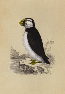 Puffin by English School