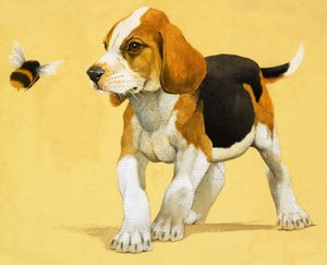 Puppy Dog