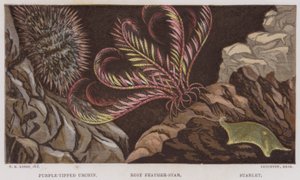 Purple-Tipped Urchin, Rosy Feather-Star, Starlet by English School