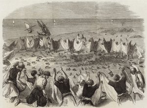 Quail Catching in Syria