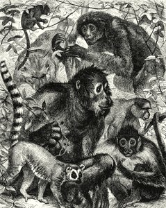 Quarumana: The Monkey Tribe by English School