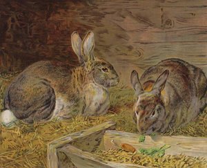 Rabbits in a Barn