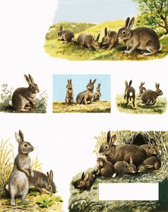 Rabbits Montage by English School