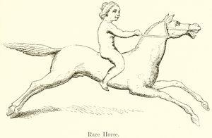 Race Horse by English School