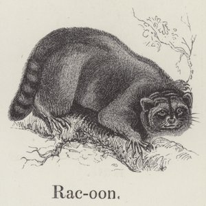 Racoon by English School