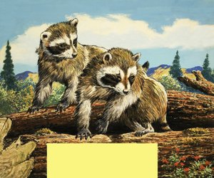 Racoons