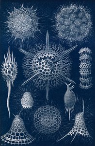Radiolarians by English School