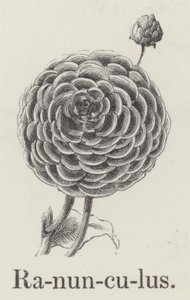 Ranunculus by English School