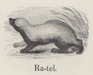 Ratel by English School