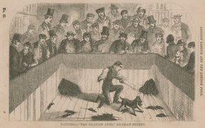 Ratting at the Graham Arms, Graham Street, London by English School
